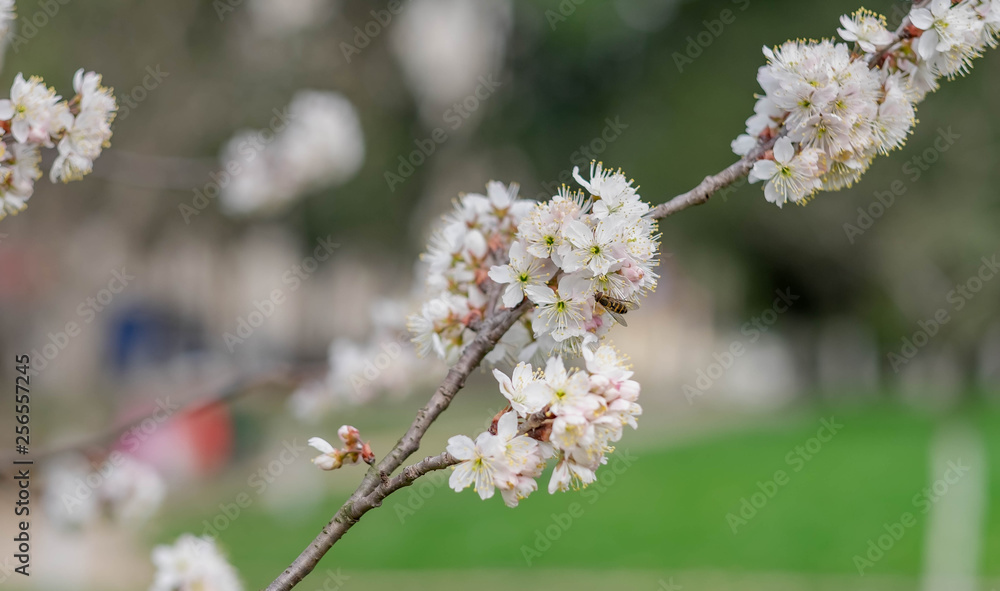 The Cherry Blossom tree at the Wuhan city, Hubei China. The Cherry Blossom tree at the Wuhan city, Hubei China.