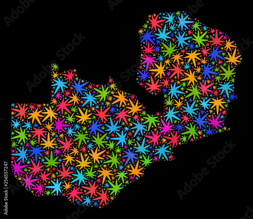 Bright vector cannabis Zambia map collage on a black background. Concept with multi-colored weed leaves for weed legalize campaign. Vector Zambia map is designed from cannabis leaves.