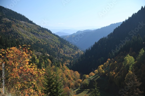 Autumn forest nature. Vivid morning in colorful forest with sun rays through branches of trees.savsat/artvin/turkey