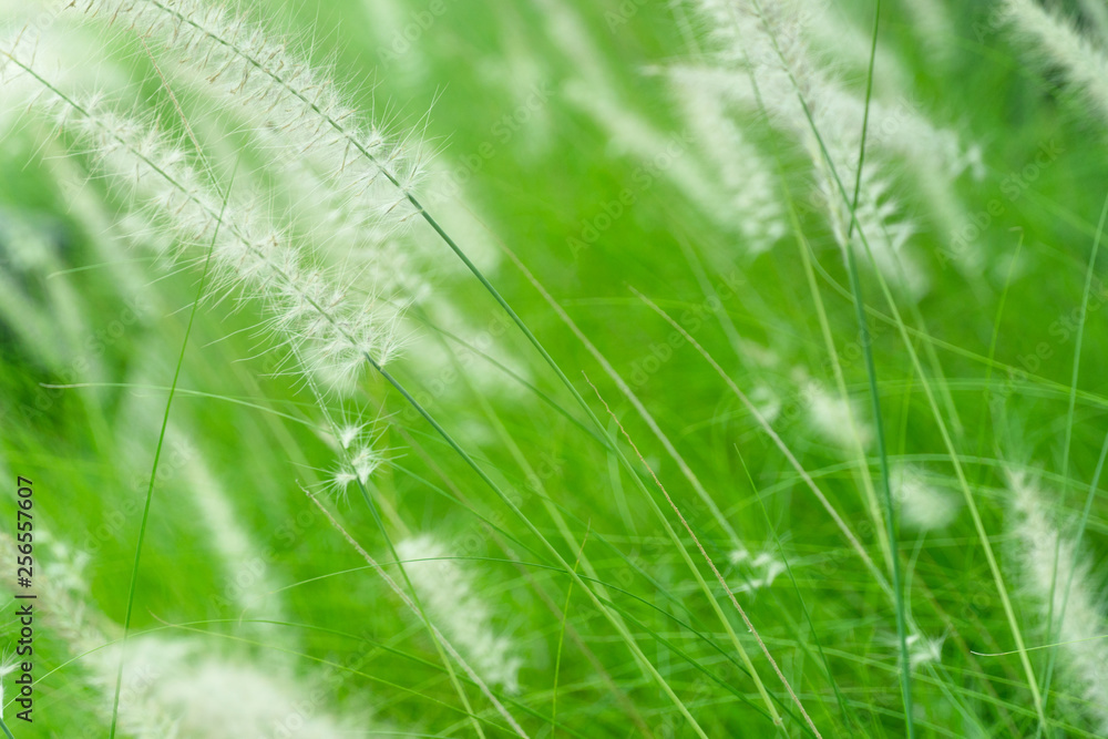 white grass flower on summer green nature background white grass flower on summer green nature background