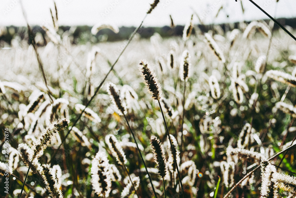 Grass in the field at dawn.