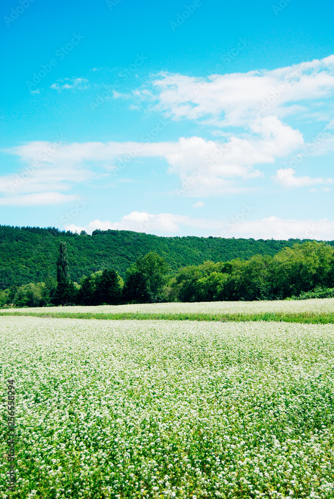 Obraz premium 蕎麦の花