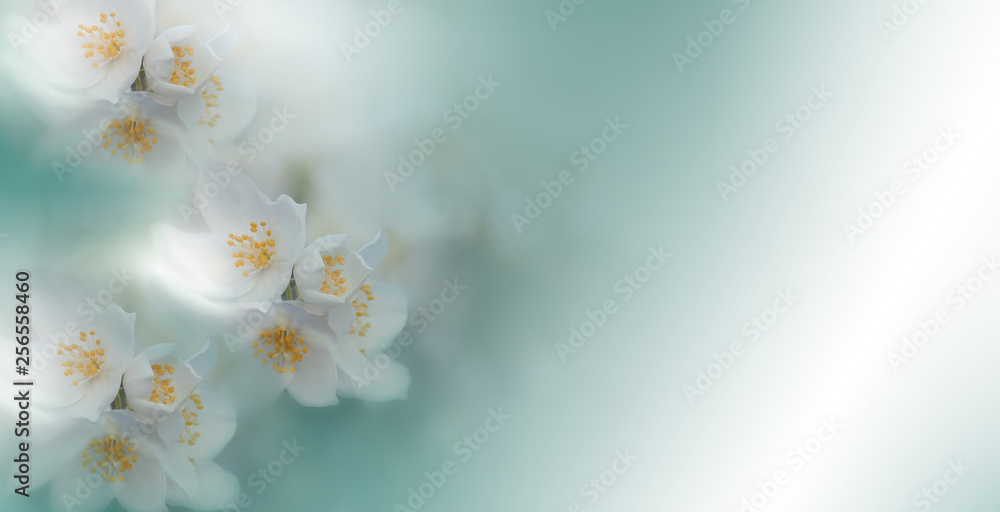 Beautiful Nature  Spring White       for    Natural ,panorama. Stock Photo | Adobe Stock