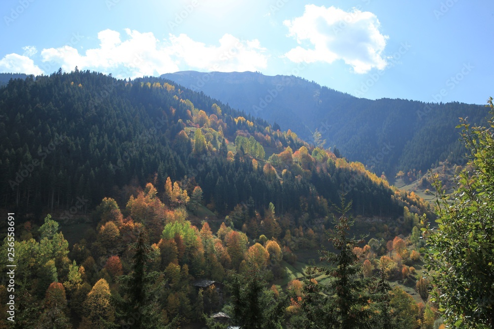 Autumn forest nature. Vivid morning in colorful forest with sun rays through branches of trees.savsat/artvin/turkey