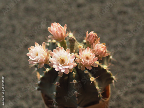 cactus flowers blooming in home garden 