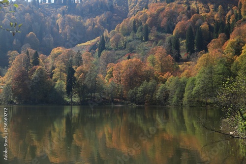 Fototapeta Naklejka Na Ścianę i Meble -  Autumn colorful foliage with lake reflection. 