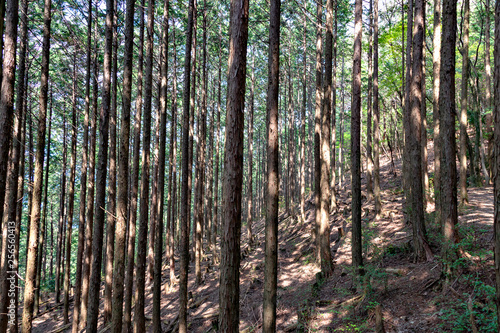 Kumano kodo street in Japan