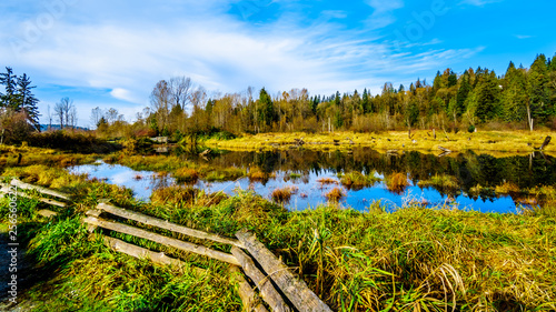 The Silverdale Creek Wetlands, a freshwater Marsh and Bog near Mission, British Columbia, Canada on a nice autumn day photo