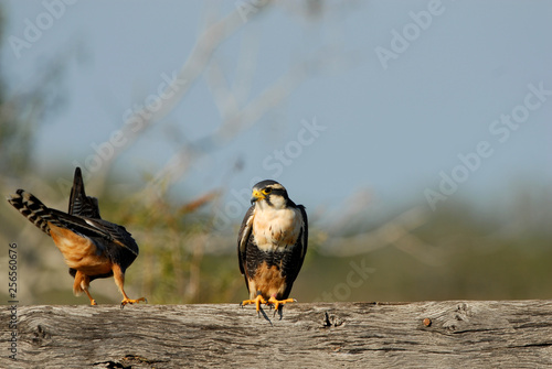 Aplomado falcons photo