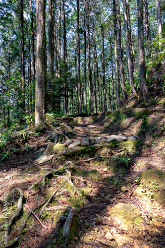 Kumano kodo street in Japan