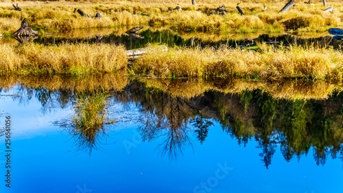 The Silverdale Creek Wetlands, a freshwater Marsh and Bog near Mission, British Columbia, Canada on a nice autumn day photo