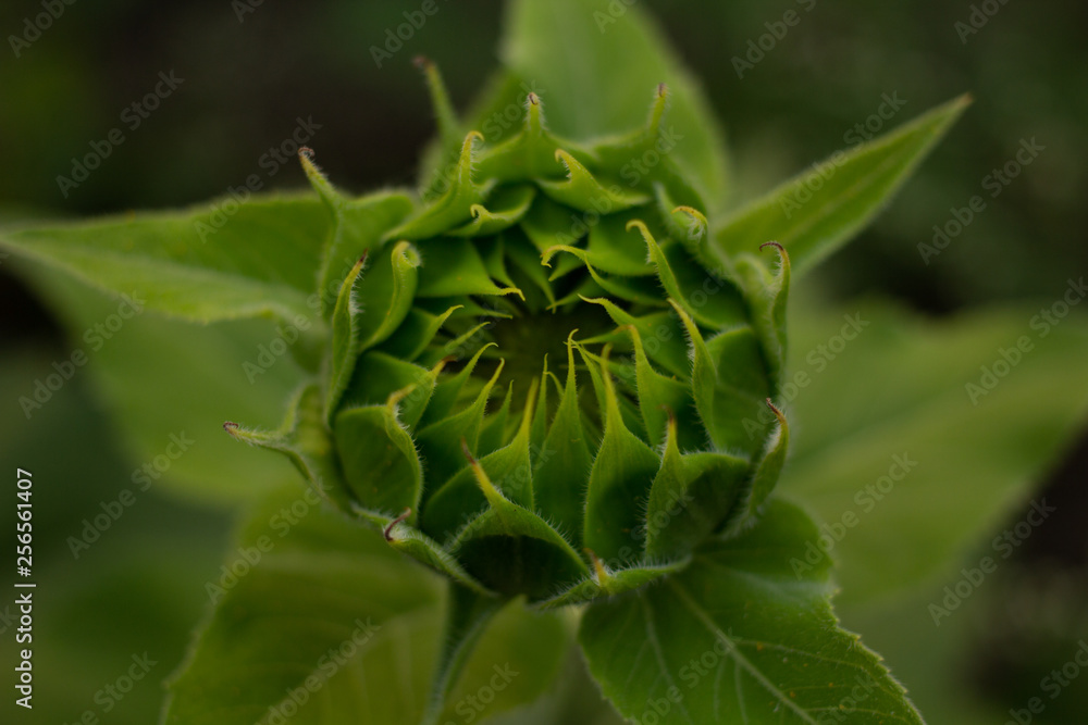 Beautiful sunflowers bloom in a sunflower field on a late summer day. high angle view, low angle view Beautiful sunflowers bloom in a sunflower field on a late summer day. high angle view, low angle view