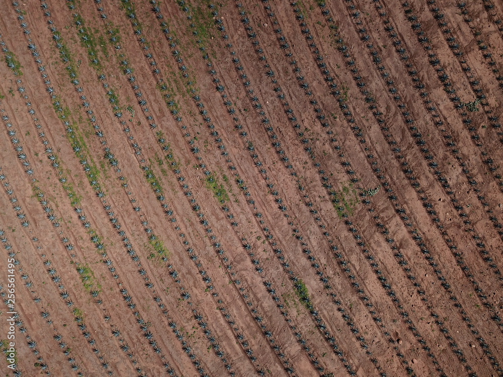 Campos de Agave en Tequila, Jalisco Campos de Agave en Tequila, Jalisco