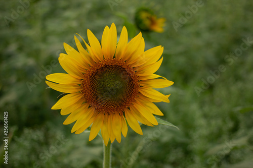 Beautiful sunflowers bloom in a sunflower field on a late summer day. high angle view  low angle view