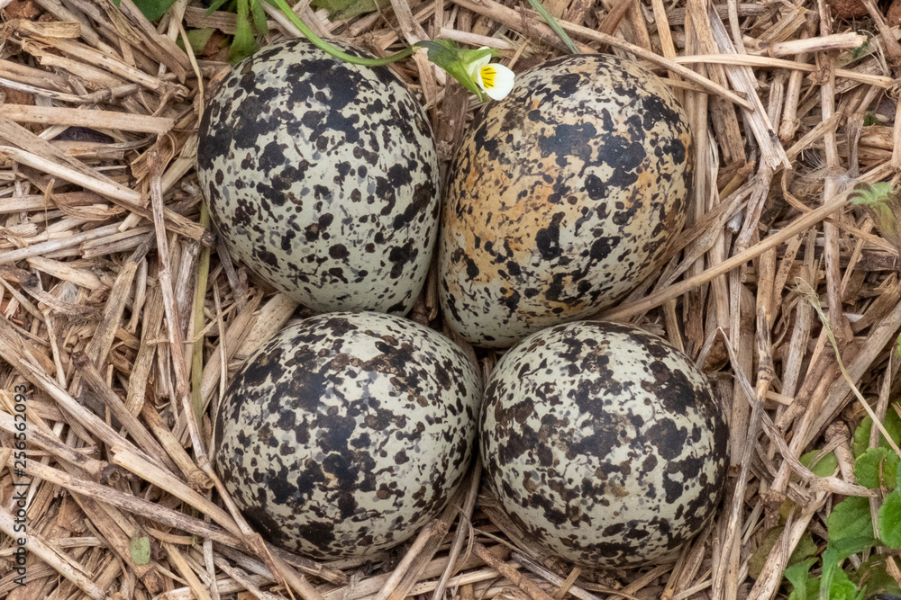Four killdeer eggs lay in a ground nest just before sping begins in Raleigh North Carolina. Four killdeer eggs lay in a ground nest just before sping begins in Raleigh North Carolina.