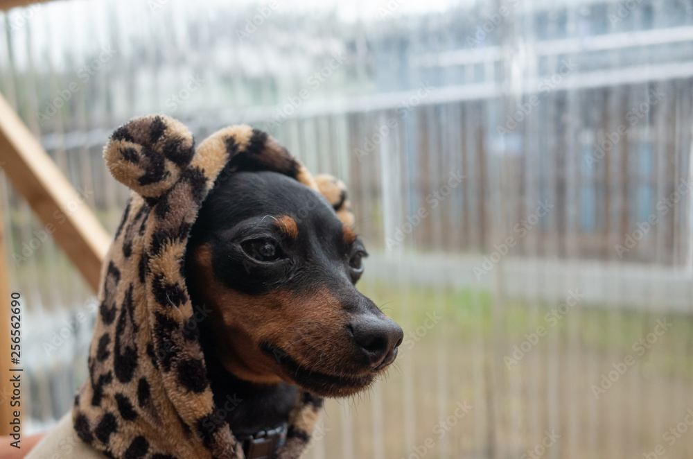 Min pin clothes for dog cheap