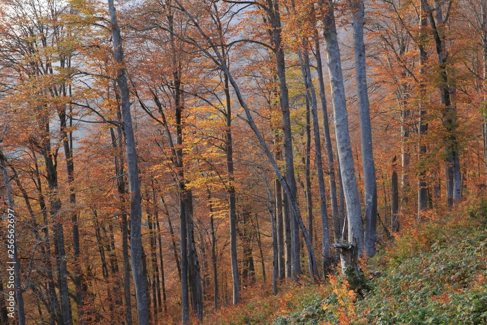 Autumn forest nature. Vivid morning in colorful forest with sun rays through branches of trees. Scenery of nature with sunlight.savsat/ARTVİN/TURKEY