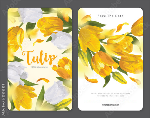 Blooming beautiful yellow with white tulip flowers background template. Vector set of blooming floral for wedding invitations, greeting card, voucher, brochures and banners design.