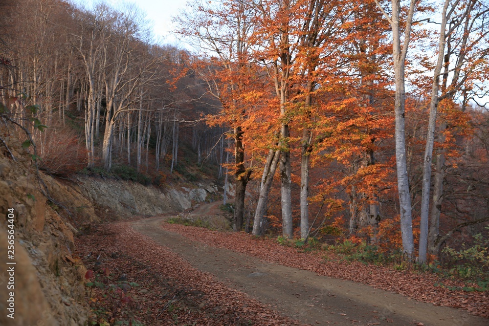 Obraz premium Autumn forest nature. Vivid morning in colorful forest with sun rays through branches of trees. Scenery of nature with sunlight.savsat/artvin/turkey
