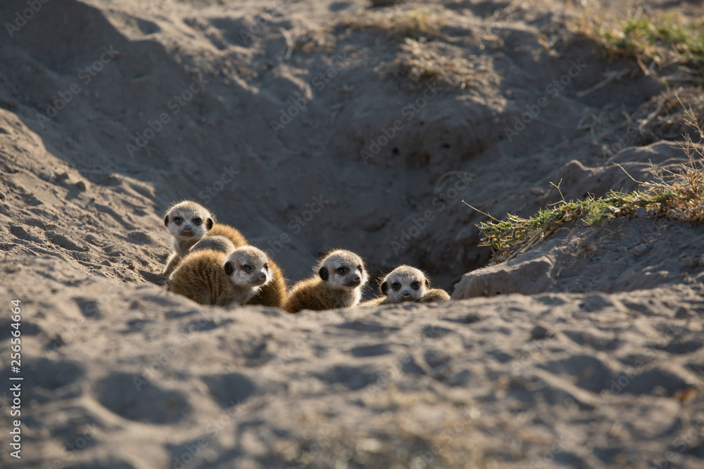 Fotografie Meerkat family