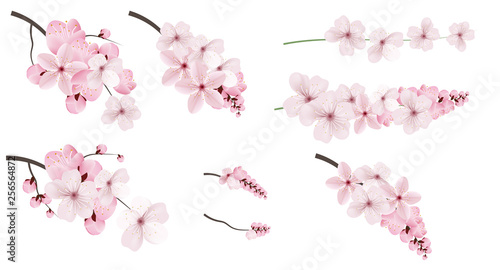 Dark and light pink sakura  flowers.