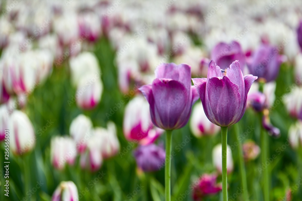 Purple tulips. Spring.
