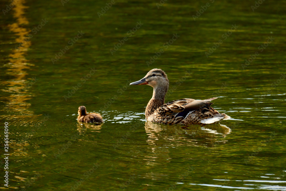 Wild duck with ducklings swimming in a pond. Wild duck with ducklings swimming in a pond.