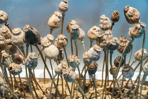 Dried poppy heads. Opium drugs, Opiate, heroin. © Freely