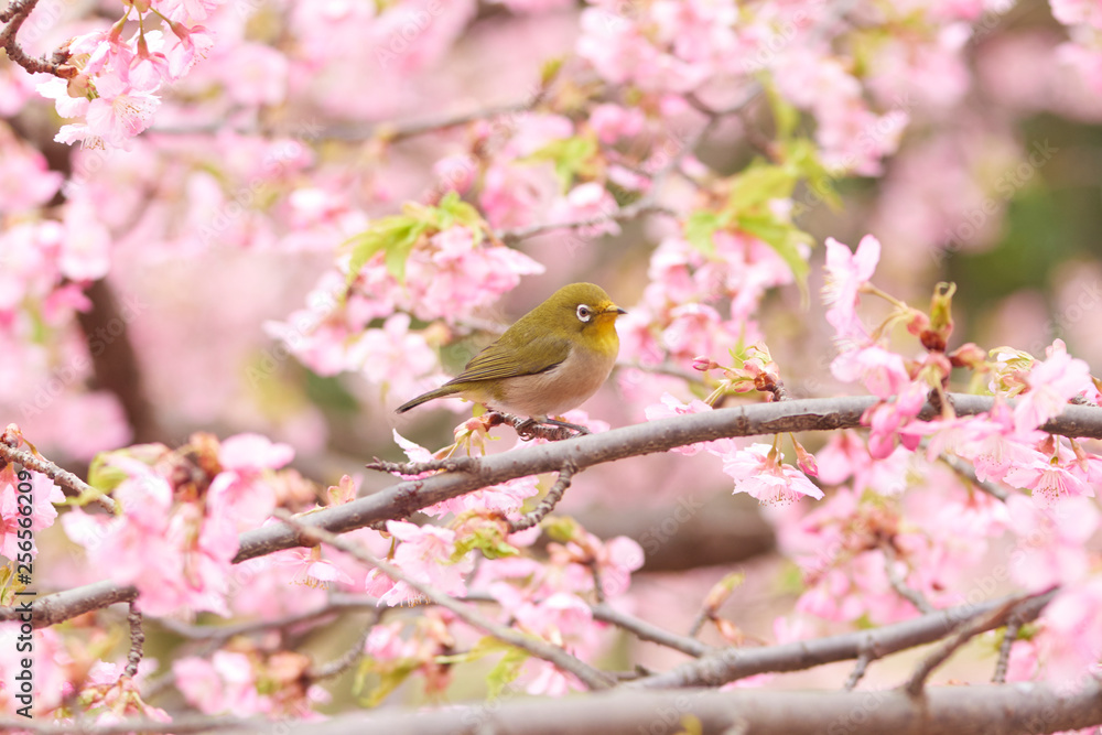 桜とメジロ 桜とメジロ