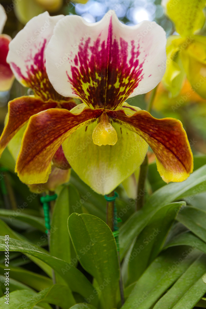 Fototapeta premium Paphiopedilum villosum., ORCHIDACEAE., Paphiopedilum villosum (Lindl.)