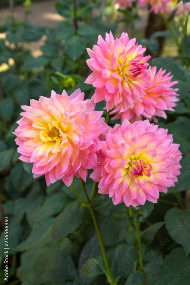 Pink dhalia flower.