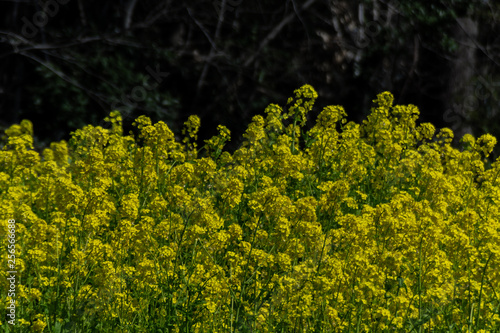 The rapeseed flowers are in full bloom
