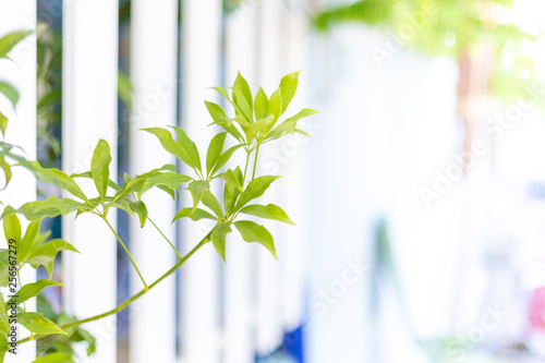 Green tree branch growing through the white wooden fence.