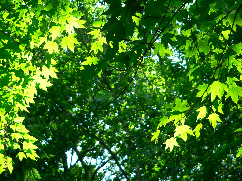 maple overhead in bright sun maple overhead in bright sun