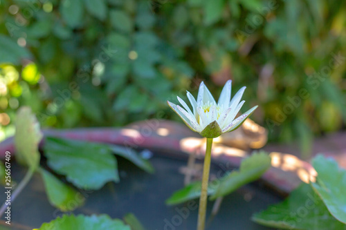 white lotus flower and lotus Leaf.