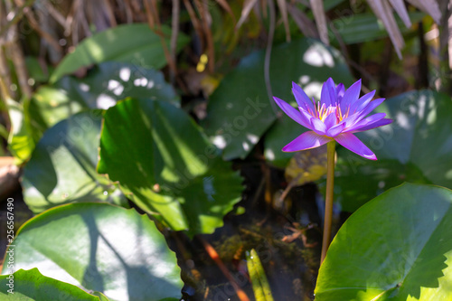 Beautiful violet water lily flower  lotus flower.