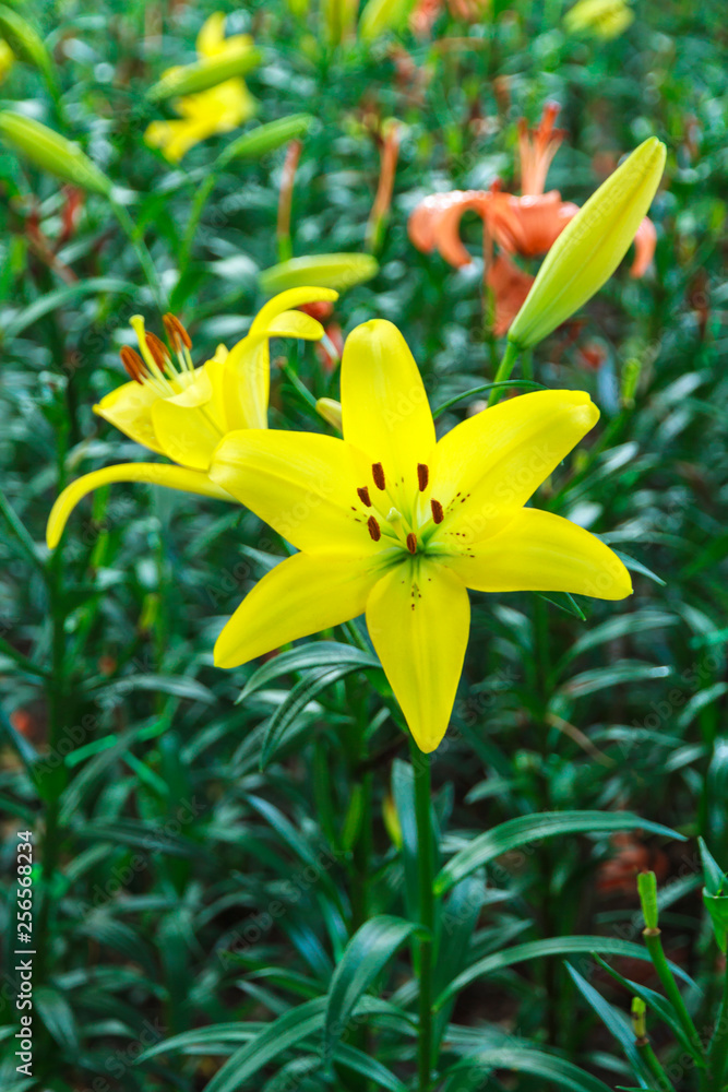 Fototapeta premium Yellow lily flower.