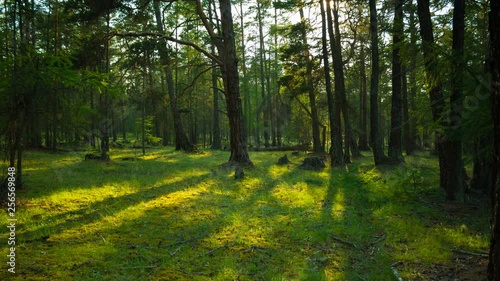 In the green forest. Movement of tree shadows. Time lapse. 4K