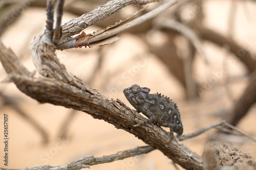 Chameleon in Dorob National Park