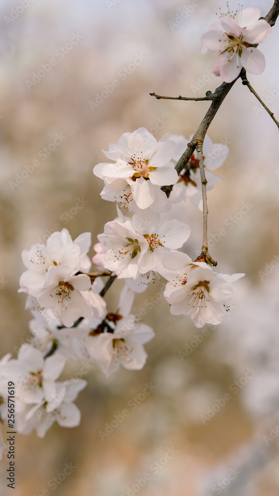 Spring, blooming peach flower(scientificname: Amygdalus davidiana) Spring, blooming peach flower(scientificname: Amygdalus davidiana)