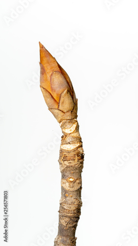 Spring, sprouting plant branches(scientific name: Aesculus), White background.