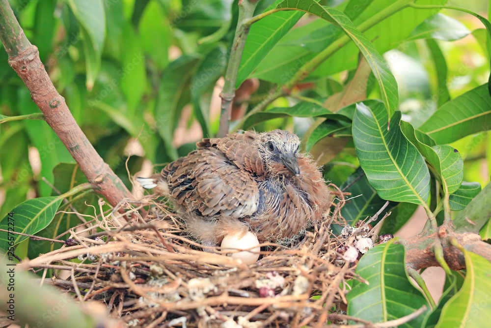 Newborn bird hatched from the egg and the one egg in bird's nest on tree branch in the nature. Newborn bird hatched from the egg and the one egg in bird's nest on tree branch in the nature.