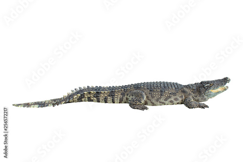 Freshwater crocodile on a white background with clipping path.