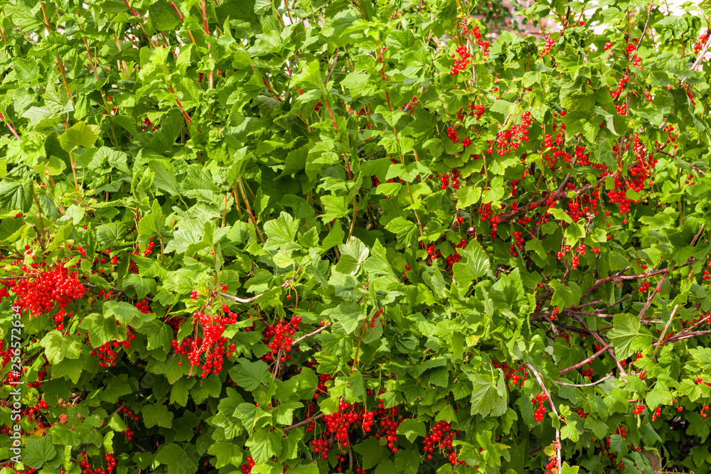 Ripe red currant berries with green leaves on the branches of a Bush, autumn landscape Ripe red currant berries with green leaves on the branches of a Bush, autumn landscape
