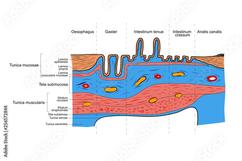 Schema der verschiedenen Abschnitte im Rumpfdarmin Bezug auf den histologischen Aufbau und Schichtung