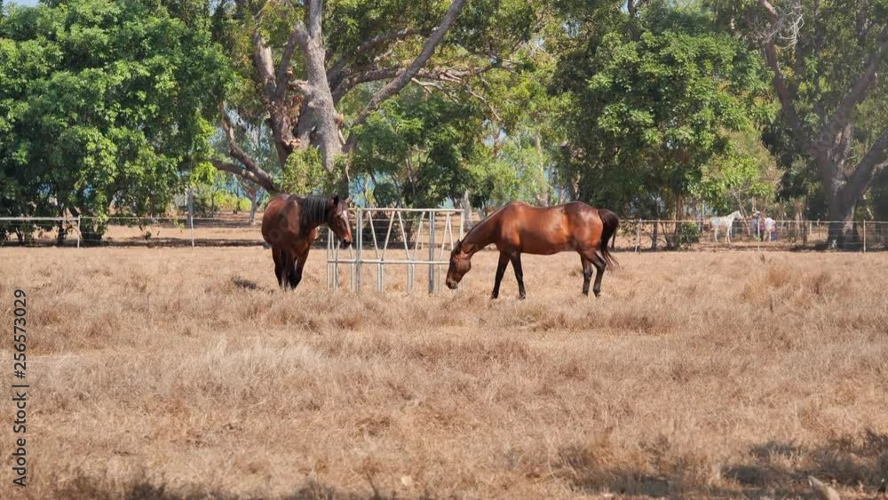 Horses in paddock Horses in paddock