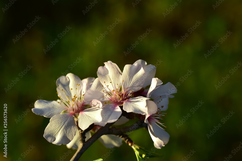 nahaufnahme von mandelblüten in der abendsonne vor grünem hintergrund nahaufnahme von mandelblüten in der abendsonne vor grünem hintergrund