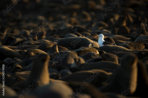 Seagull scavenging in a seal colony