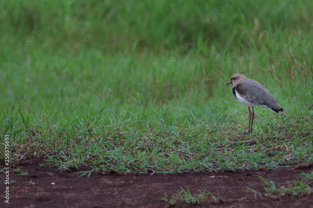 Naklejka premium passaro 2