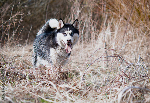 happy siberian husky